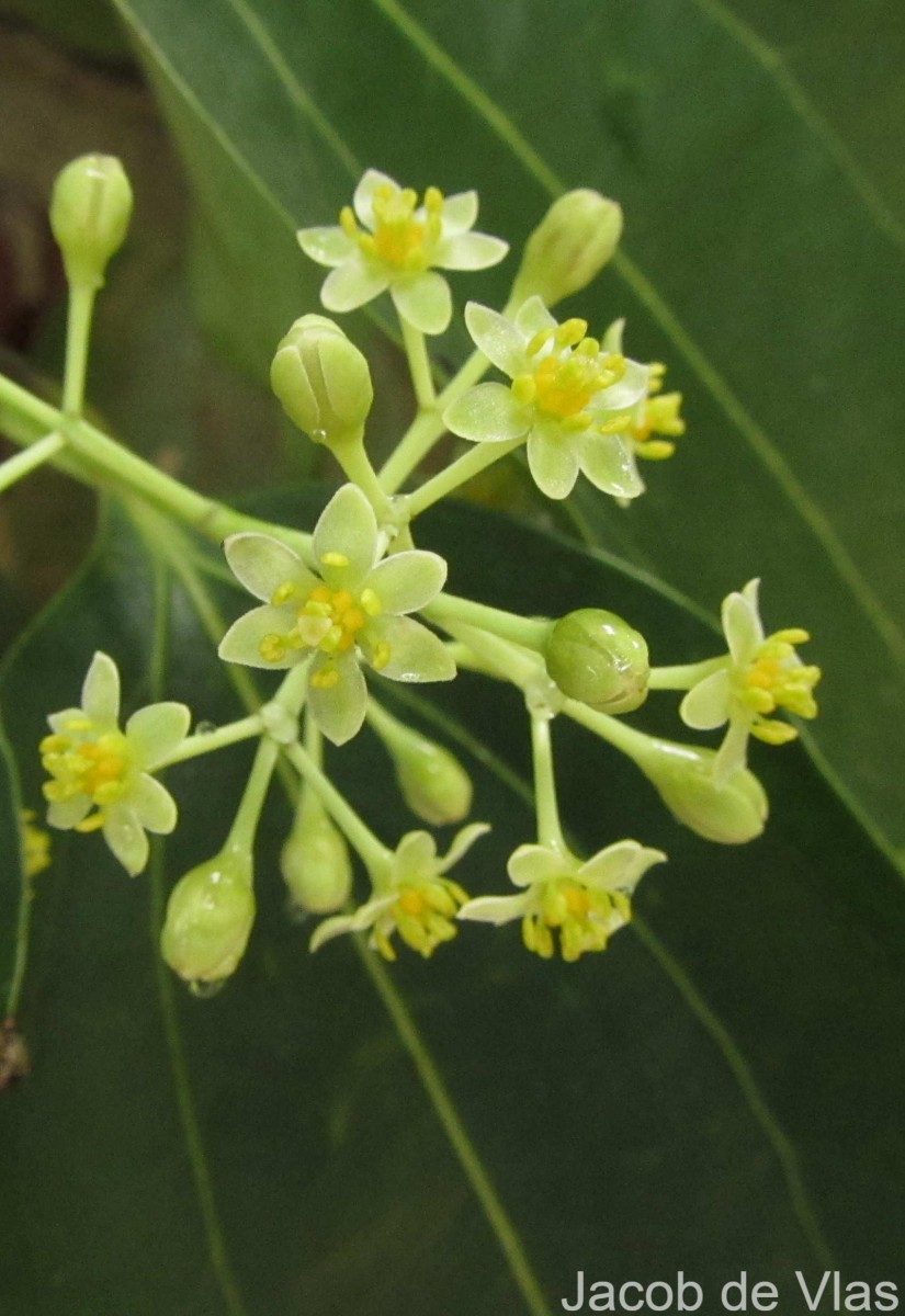 Cinnamomum verum J.Presl